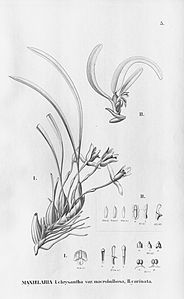 plate 5 Brasiliorchis chrysantha (as syn. Maxillaria chrysantha var. macrobulbosa), Camaridium carinatum (as syn. Maxillaria carinata)