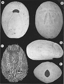"Brissus (Allobrissus) agassizii". A: denuded test, abactinal view; B: test, actinal view; C: specimen with radioles, abactinal view; D: denuded test, side view; E: test, posterior end