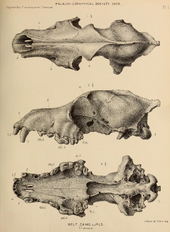 1866 record of a wolf cranium found in Kents Cavern British Pleistocene Mammalia (1866) Wolf Cranium.png