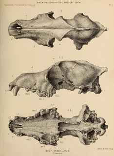 Evolution of the wolf