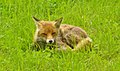 Britzer Garten - Fuchs (Britz Garden - Fox) - geo.hlipp.de - 36178.jpg