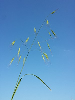 Pigeon bromus sterilis