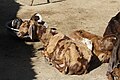 Brown/Tan colour Anglo-Nubian goats grown near Coimbatore in a farmhouse