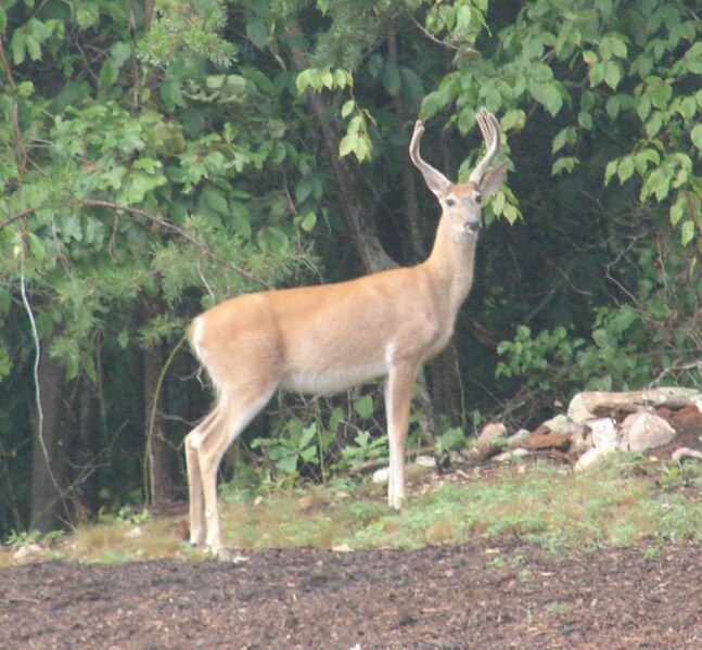 File:Buck6 (6330055937).jpg