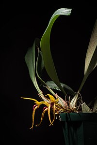 Bulbophyllum recurvilabre Garay, Harvard Pap. Bot. 4 304 (1999) (27955627007).jpg