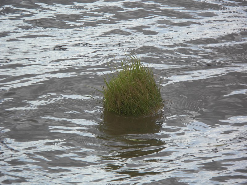 File:Bunch of grass floating in water - 03.jpg