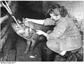 Bundesarchiv Bild 183-27181-0008, Schweinemast in Berlin-Buchholz.jpg