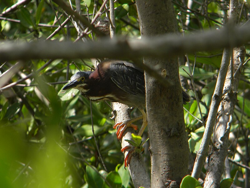 File:Butorides virescens, Mérida, Yucatan (3736149779).jpg