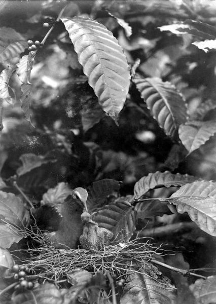 File:COLLECTIE TROPENMUSEUM Oude vogel voedert jong TMnr 10006520.jpg