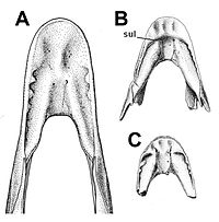 Caenagnathus dentaries-dorsal.jpg