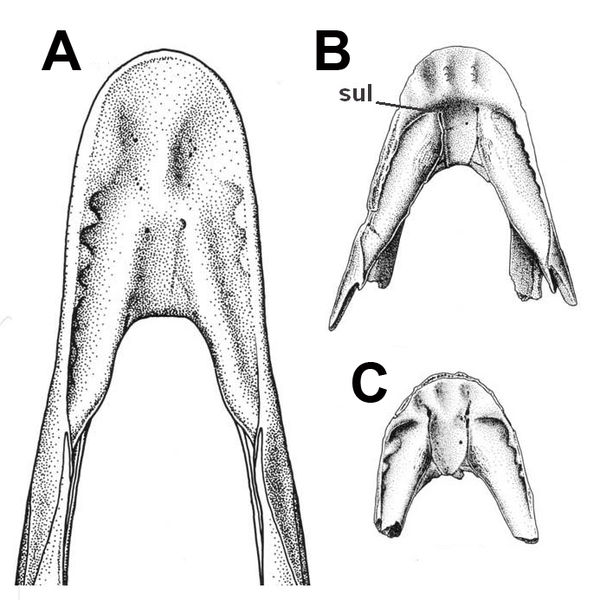 Mandible (left) compared to that of Chirostenotes (right)