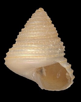 Calliostoma melliferum