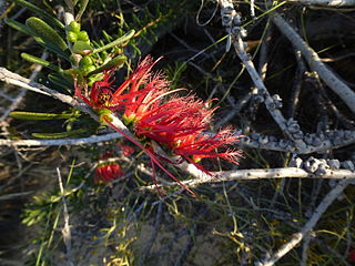 <i>Calothamnus quadrifidus <span style="font-style:normal;">subsp.</span> homalophyllus</i> Subspecies of flowering plant