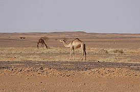 Camels in the nubian desert (2) (34852008816).jpg