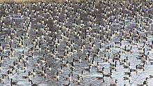 Resting in a pond during spring migration, Ottawa, Ontario Canada Geese in pond.jpg