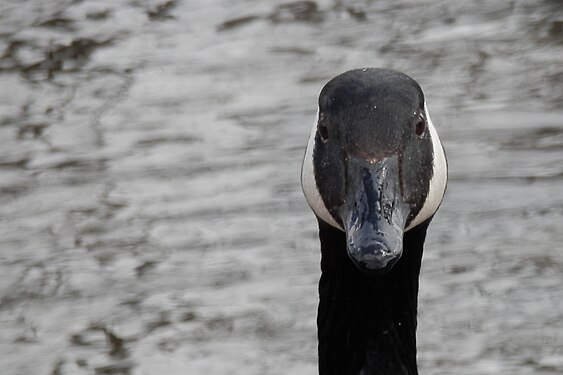 Canada Goose (Branta canadensis)