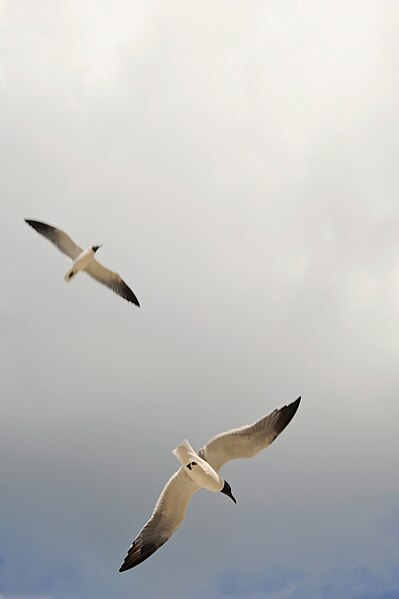 File:Caneel Bay Seagulls By Caneel Beach 13.jpg