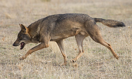 Tập_tin:Canis_lupus_signatus_-_01.jpg