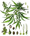 Cannabis sativa - Köhler–s Medizinal-Pflanzen-026.jpg