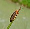 Cantharis pallida probably - Flickr - gailhampshire.jpg