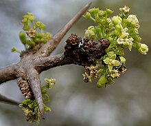 Canthium coromandelicum Hyderabad W IMG 7604.jpg маңында