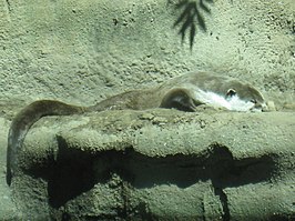 Kaapse otter