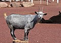 * Nomination Domestic goat (Capra aegagrus hircus), in Panoya park, Mexico --Cvmontuy 17:58, 3 March 2018 (UTC) * Promotion Good quality --Llez 18:21, 3 March 2018 (UTC)