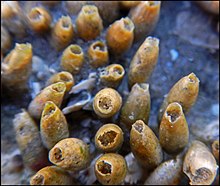 Empty egg capsules of Nucella lapillus. Capsules ovigeres (chacune contenait plusieurs oeufs) du gasteropode Nucella lapillus estran Wimereux mi 2016 F Lamiot 04.jpg