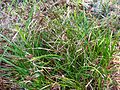 Carex lurida? (5382445590).jpg