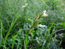 Carex muskingumensis.jpg