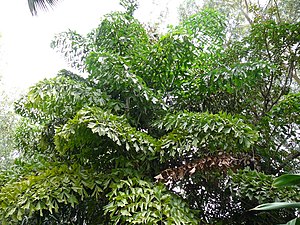 Caryota urens 0003.jpg