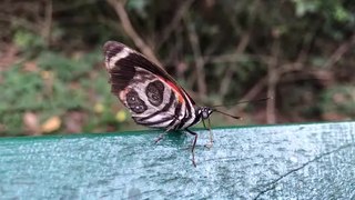 C. p. thamyras Iguazu Falls, Brazil