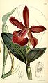 Cattleya schilleriana (as syn. Cattleya schilleriana var. concolor) plate 5150 in: Curtis's Bot. Magazine (Orchidaceae), vol. 85, (1859)