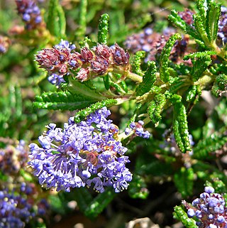 <i>Ceanothus hearstiorum</i> Species of flowering plant