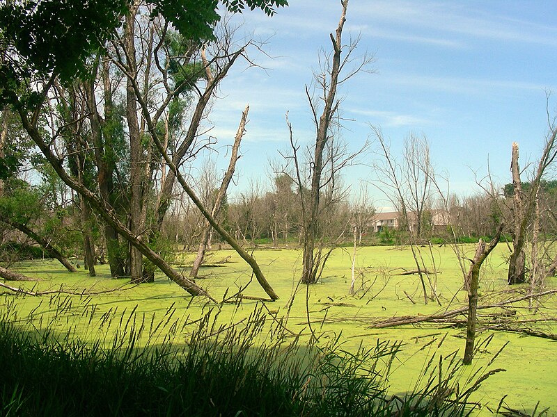 File:Celery Bog.jpg