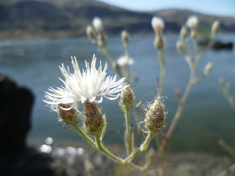 File:Centaurea diffusa 4.jpg