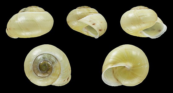 Cepaea nemoralis var. libellula lutescens albilabris hyalozonata punctella :234: