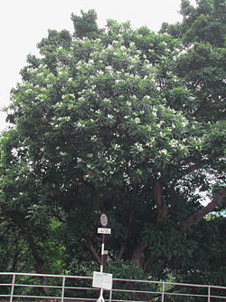 Cerbera manghas.jpg