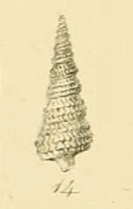 Cerithiopsis metula (Sowerby) .jpg