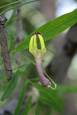 Ceropegia affinis, Burkina Faso