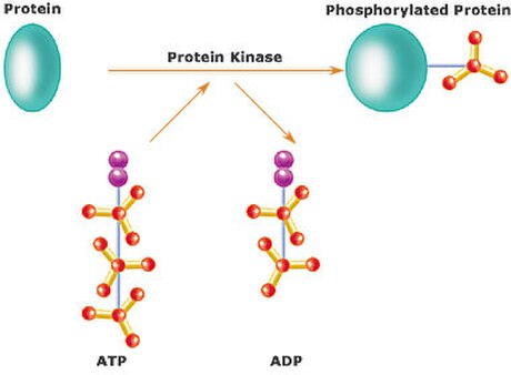 Proteiinkinaasid