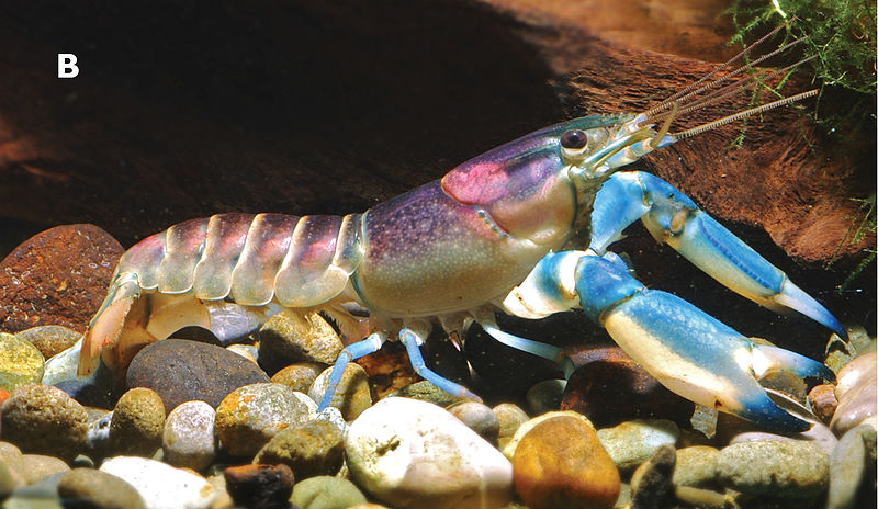 File:Cherax pulcher 43003 (2).jpg