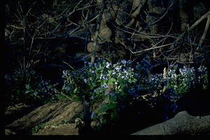 Chesapeake and Ohio Canal National Historical Park CHOH9638.jpg