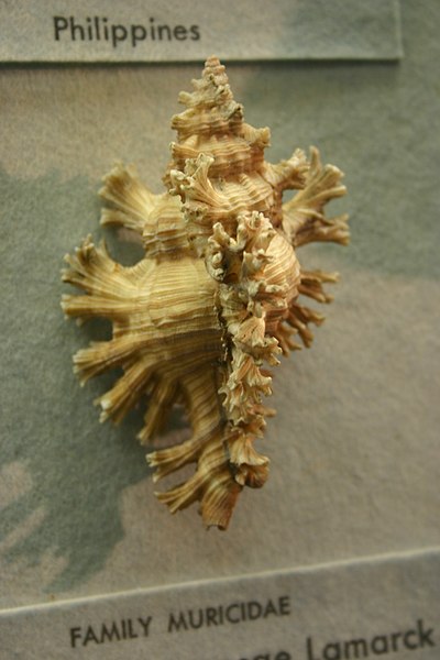 File:Chicoreus palmarosae 002.jpg