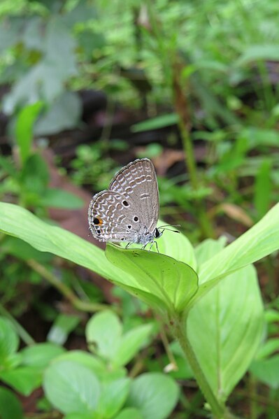 File:Chilades pandava Horsfield, 1829 – Plains Cupid at Peravoor 2014 (2).jpg