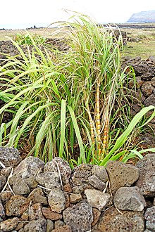Sugarcane growing in Manavai Chile-03012 - Manavai (49072876926).jpg