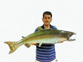 Roger Castillo, a founder of the Salmon and Steelhead Restoration Group, with a huge Chinook salmon (Oncorhynchus tshawytscha), now a taxidermy wall mount specimen, that he recovered from San Tomas Aquino Creek below Highway 237 in mid-October, 1996.