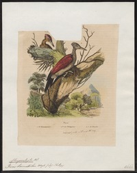 Chrysocolaptes haematribon - 1838 - Print - Iconographia Zoologica - Special Collections University of Amsterdam - UBA01 IZ18700173.tif