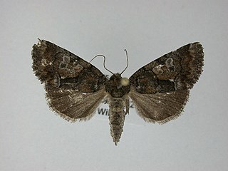 <i>Chytonix sensilis</i> Species of moth