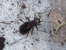 Highlands tiger beetle Cicindela highlandensis.jpg